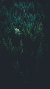 1000 Trees !